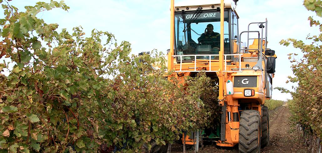Комбайн с компютър бере гроздето на “Винпром Карнобат”