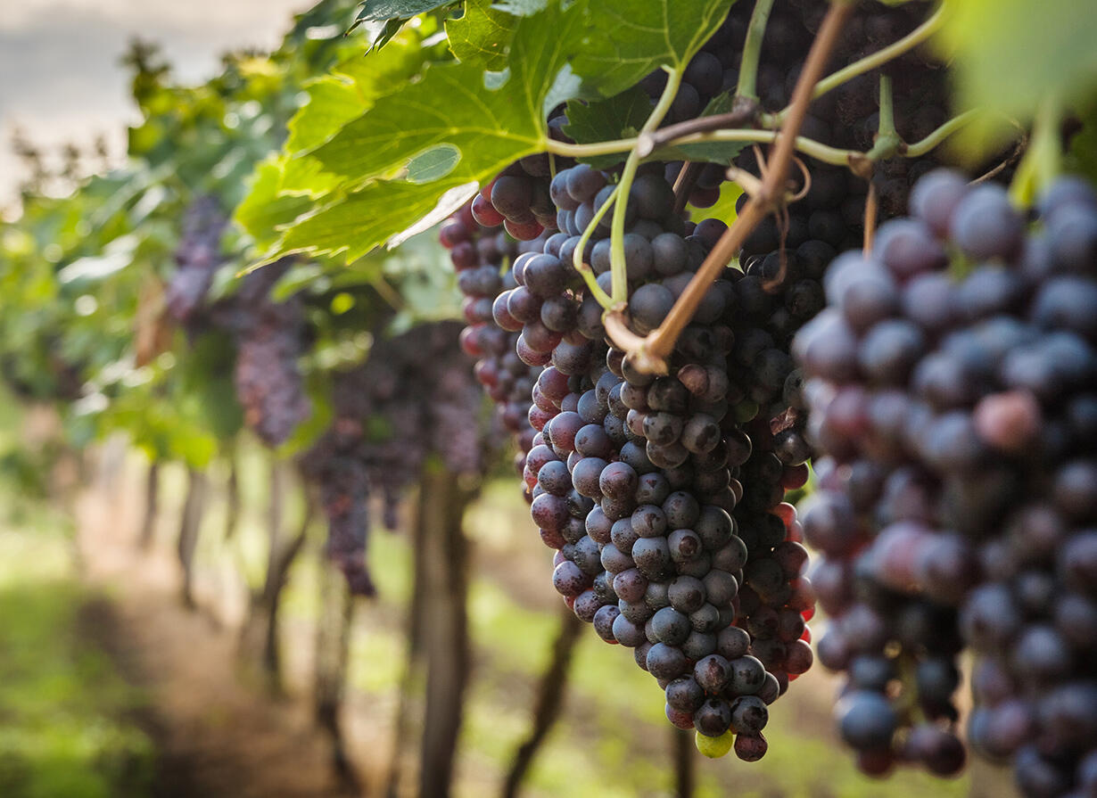 Карнобатска ракия