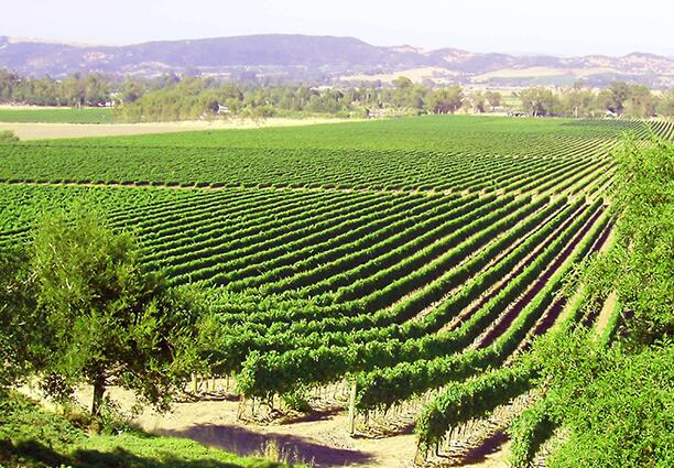 "ВИНПРОМ КАРНОБАТ" прави вина със собствена идентичност. Продължение...