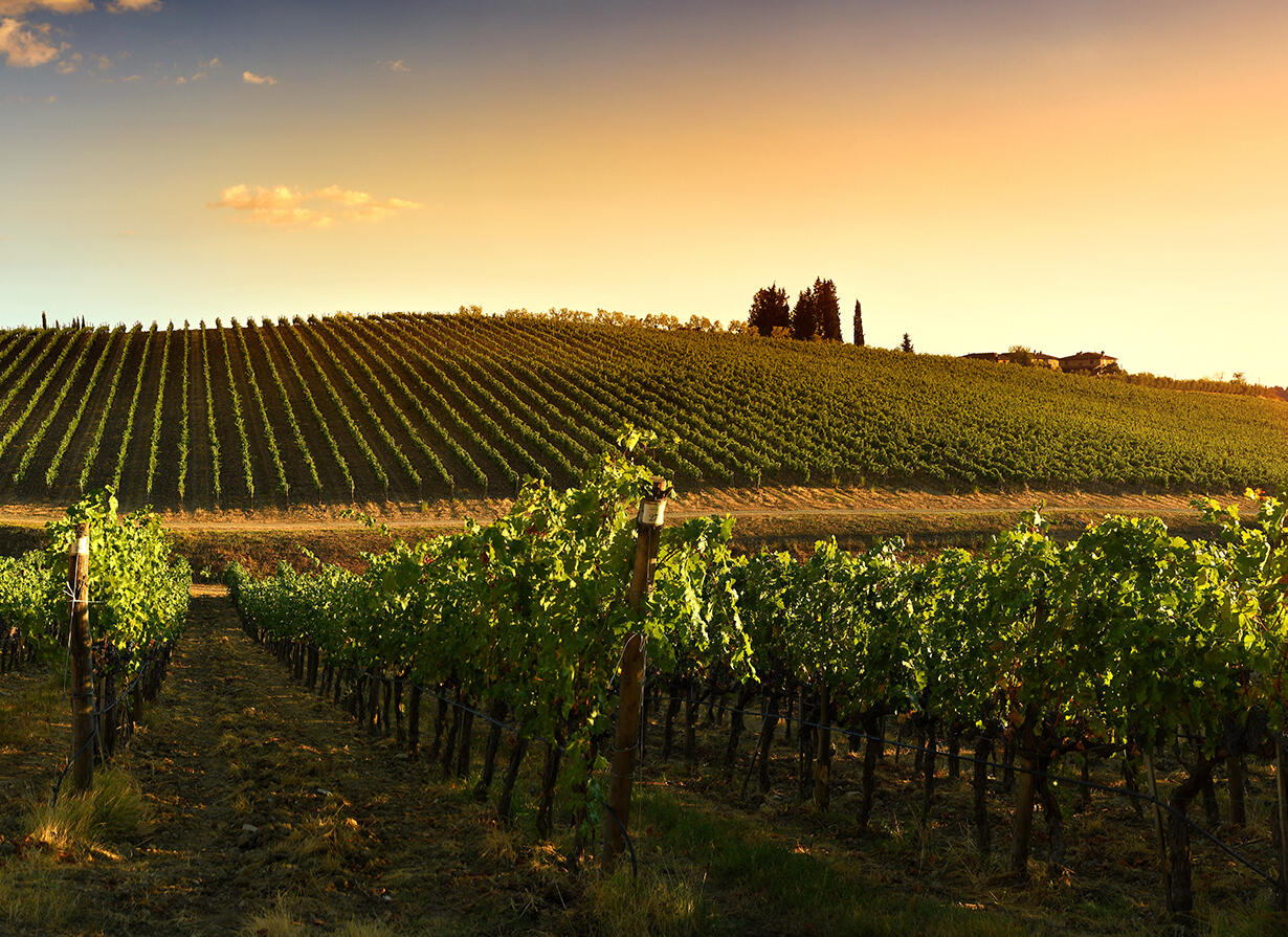 Тера Маркели