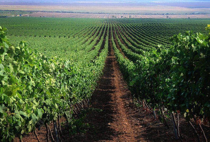 Лозя и винени сортове