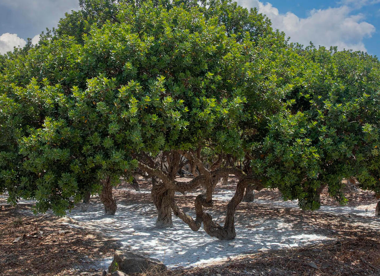 Мастика Карнобат