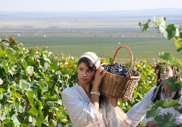 Самодиви мачкат грозде за “Карнобатска”