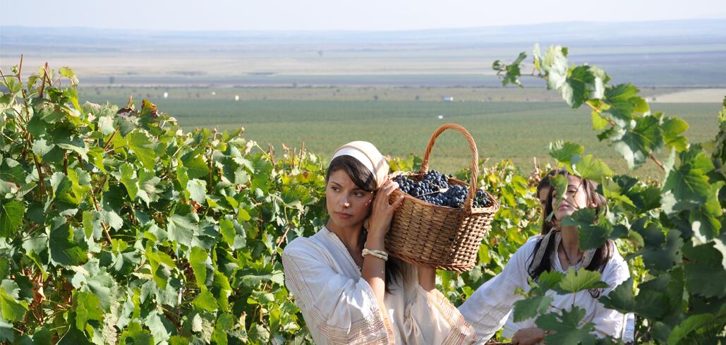 Самодиви мачкат грозде за “Карнобатска”