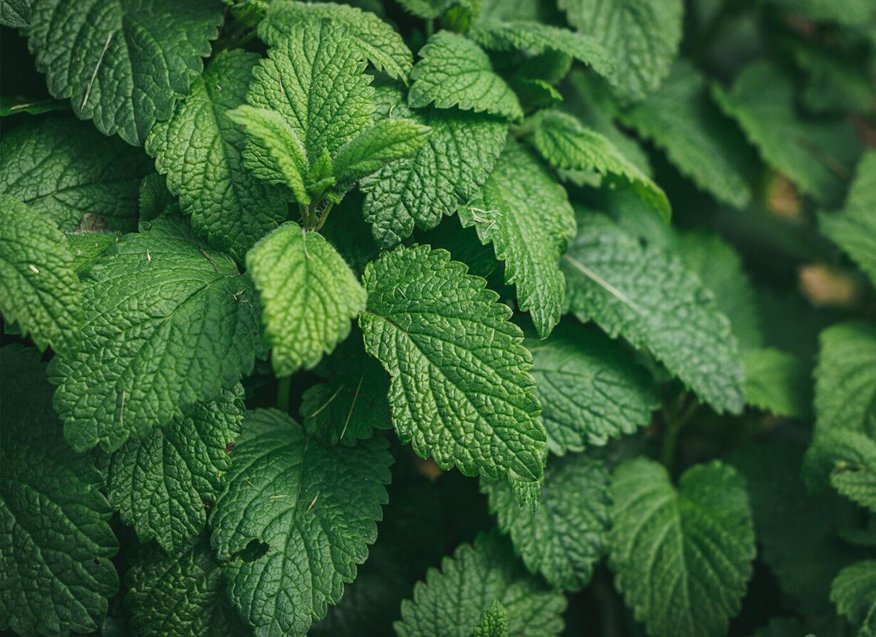 Мента Карнобат