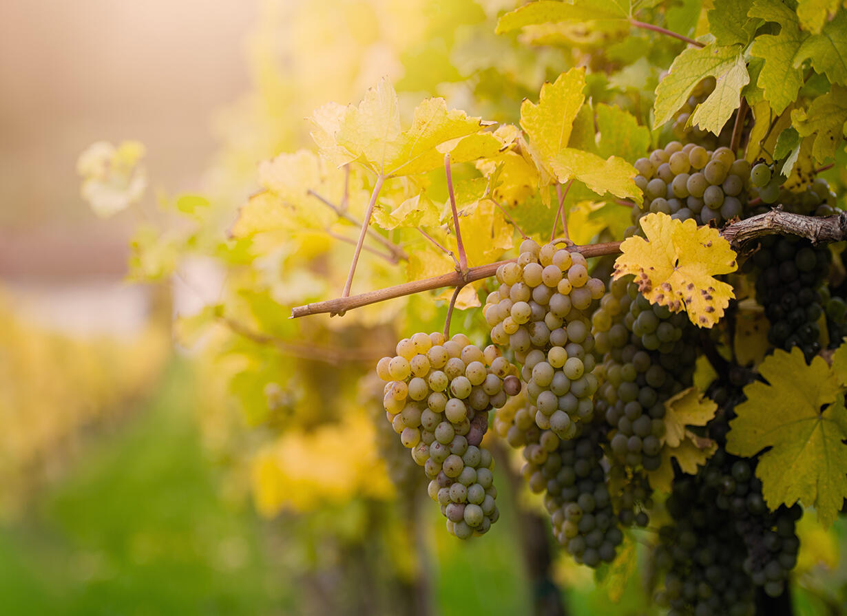 Премиум Бранд Карнобат